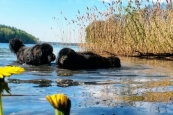 Агроусадьба «Подсолнухи» на Браславских озерах