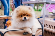Вчера в Браславе прошла выставка собак «Кубок Браслава-2019»(фото)