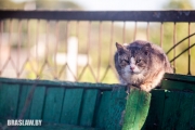 бездомные коты Браслав