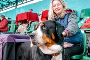 «Кубок Браслава 2018»: как на стадионе соревновались собаки разных пород