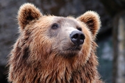 Бригада браславских лесников сняла на видео медведя